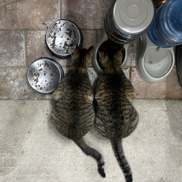 Poe & Taito (Potato) 🤎🖤 - Picture 3 of 10